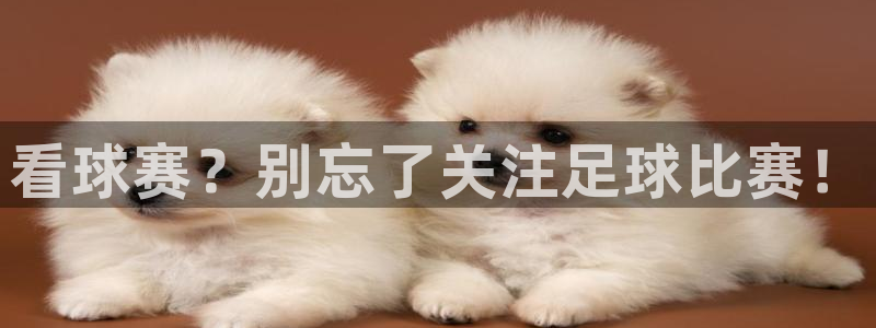 vsport体育在线官网：看球赛？别忘了关注足球比赛！